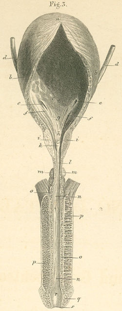 The urinary bladder, opened anteriorly, and male urethra