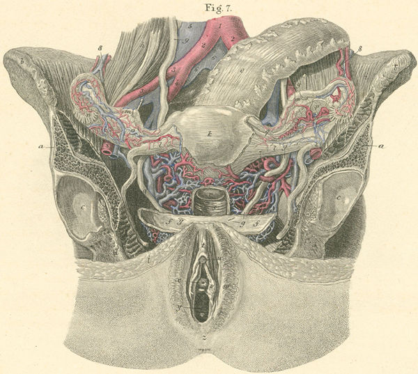 The outer and inner portions of female sex organs