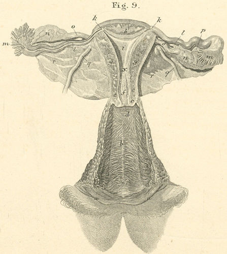 Female sex organs opened from the front a Pudendal labia b Vagina with 