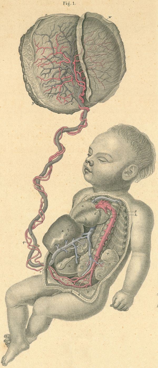 The anatomy of fetal circulation