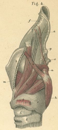 Muscles and cartilages of the larynx, seen from the side