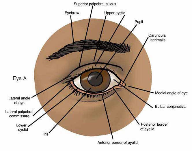 Anatomy of the Anterior Eye