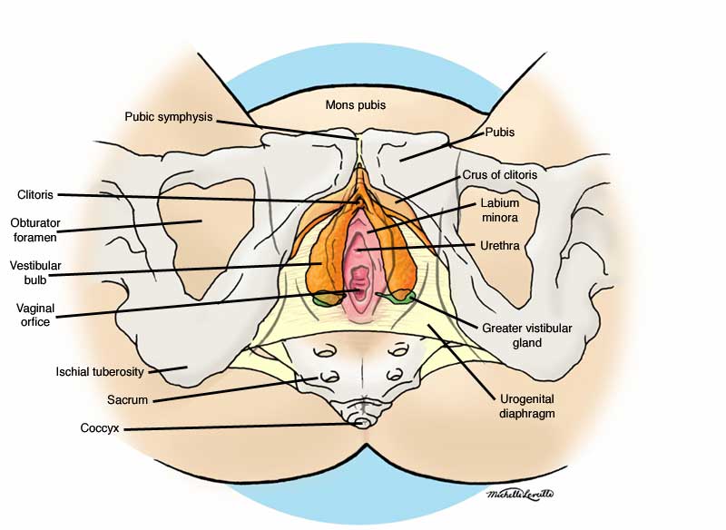 female anatomy