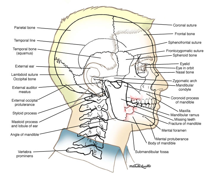 Anatomical basis of injured jaw