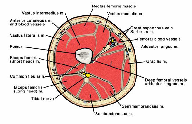 leg cross section