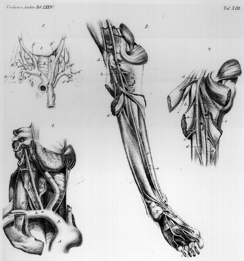 Images of the thyrocervical trunk