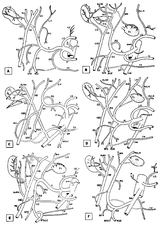 Image of principal patterns of arterial supply to the liver