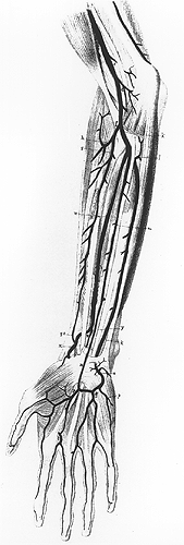 Image of superficial median artery supplying superficial palmar arch