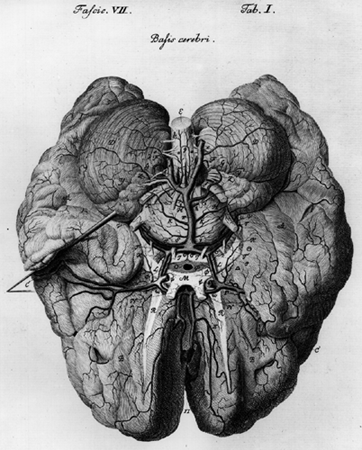 Image of basis cerebri, Circle of Willis