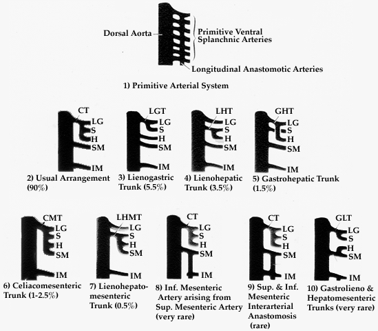 Image of abdominal arteries in a variety of arrangements or trunks