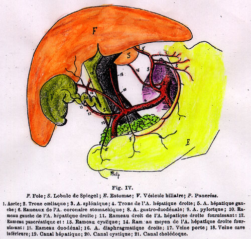 Image of coeliac trunk