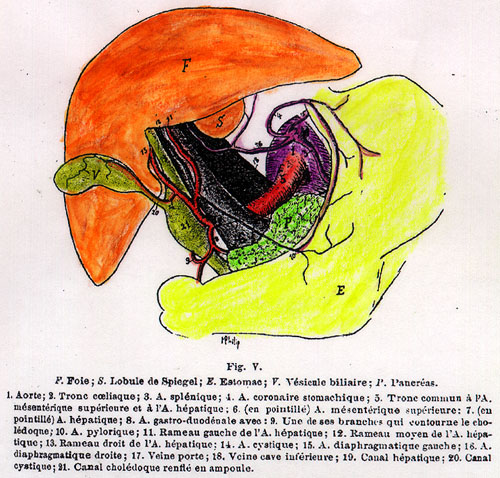 Image of coeliac trunk