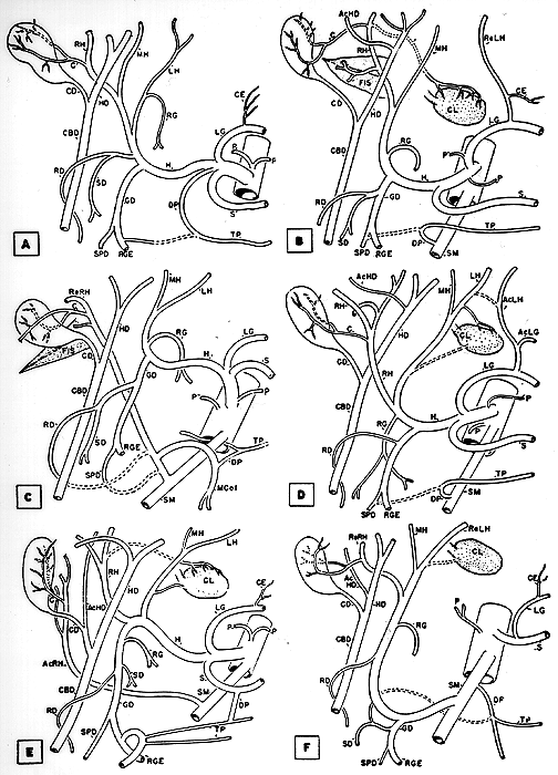 Image of principal patterns of arterial supply to liver