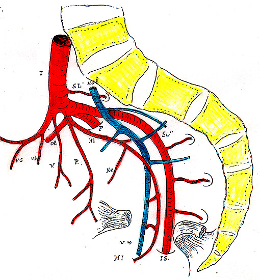 Image of the inferior gluteal artery is the continuation of the lateral sacral artery