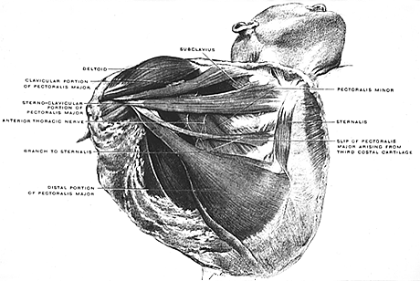 Image of pectoralis major