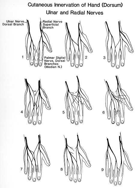 Variations in cutaneous innervation of the hand by the ulnar,radial