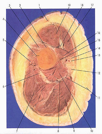 Plate 4.1