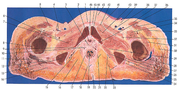 Plate 6.31