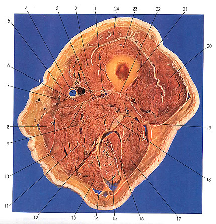 Plate 7.1