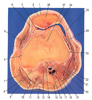 Plate 7.9