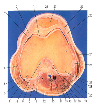 Plate 7.11