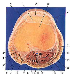 Plate 7.15