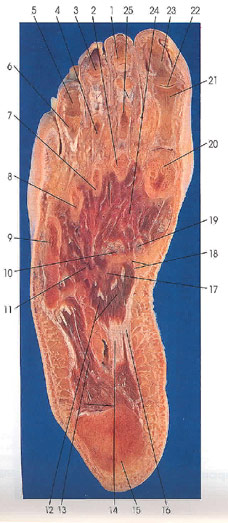 Plate 7.40