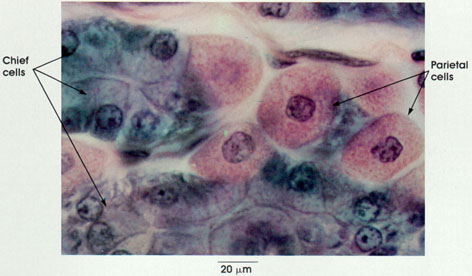 Plate 1.5: Chief and Parietal Cells