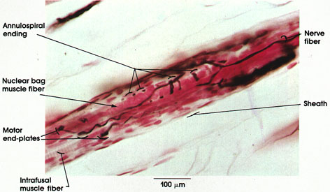 Plate 6.120 Muscle Spindle: Neural components