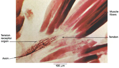 Plate 6.122 Golgi Tendon Organ