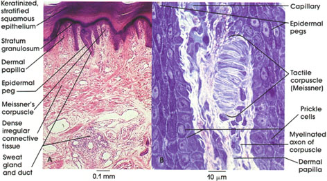 Plate 6.123 Meissner's Tactile Corpuscle