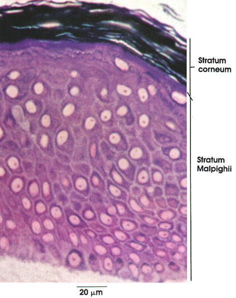 Plate 7.134 Skin, Epidermis