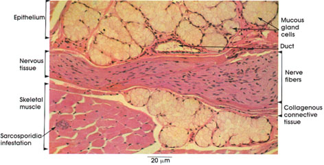 Plate 1.14: Four Basic Tissues