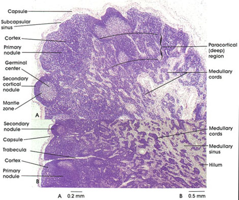 lymph nodes histology diagram