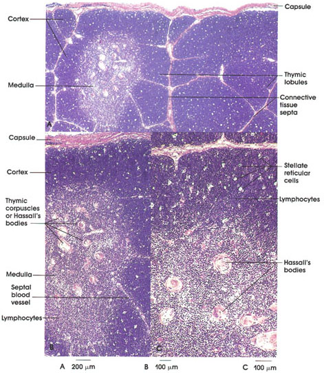 Plate 9.169 Thymus Gland