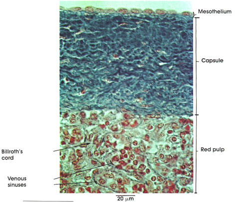 Plate 9.171 Spleen: Capsule