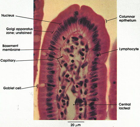 Plate 10.194 Duodenum