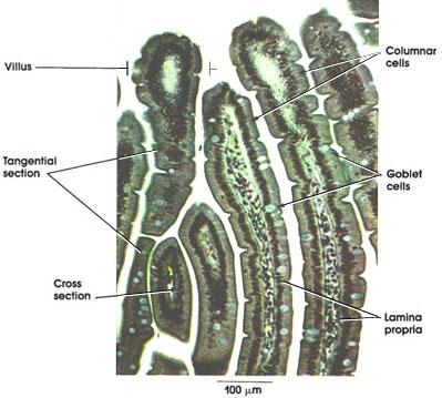 Plate 10.195 Duodenum: Villi