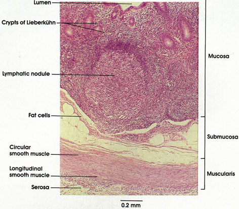 appendix histology