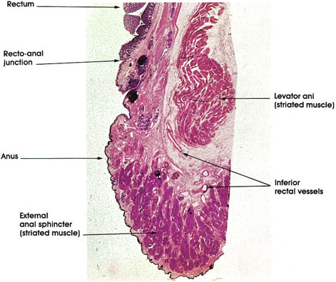 Plate 10.208 Rectum and Anal Canal