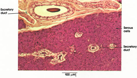 Plate 10.209 Parotid Gland