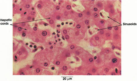 Plate 10.216 Liver
