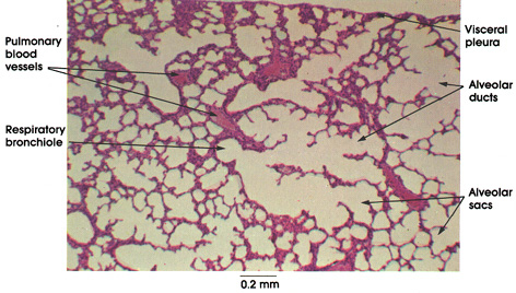 Real Alveoli Under Microscope Real Alveoli Under Microscope