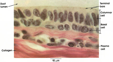 Plate 2.23: Stratified Columnar Epithelium