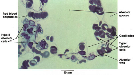 Plate 11.230 Alveolus