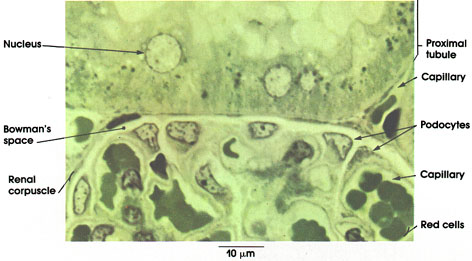 Plate 12.235 Kidney