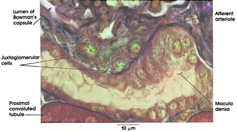 Plate 12.238 Kidney: Juxtaglomerular Cells