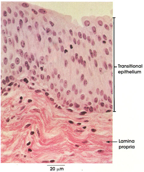 Plate 2.24: Transitional Epithelium