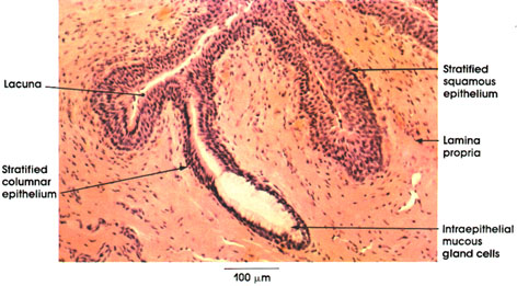 Plate 12.244 Urethra