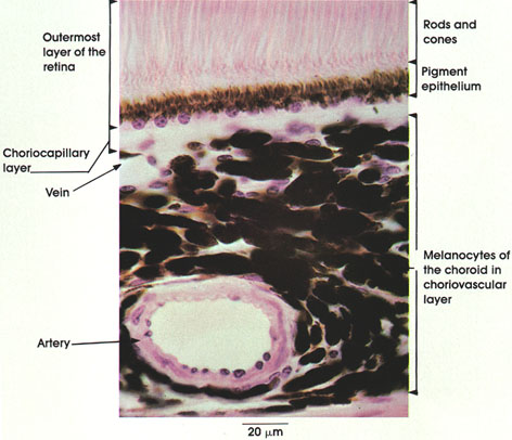 Plate 2.25: Pigment Epithelium